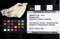 Foto (Objket + Etiketten) von Decapoda indet. 